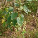 WhatsApp Image 2024-10-08 at 6.56.36 PM