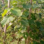 WhatsApp Image 2024-10-08 at 6.56.38 PM - Copy