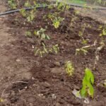 WhatsApp Image 2024-10-08 at 6.58.16 PM (1) - Copy